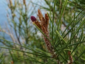 Close-up of plant