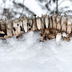 Close-up of frozen water