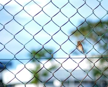 Bird seen through chainlink fence