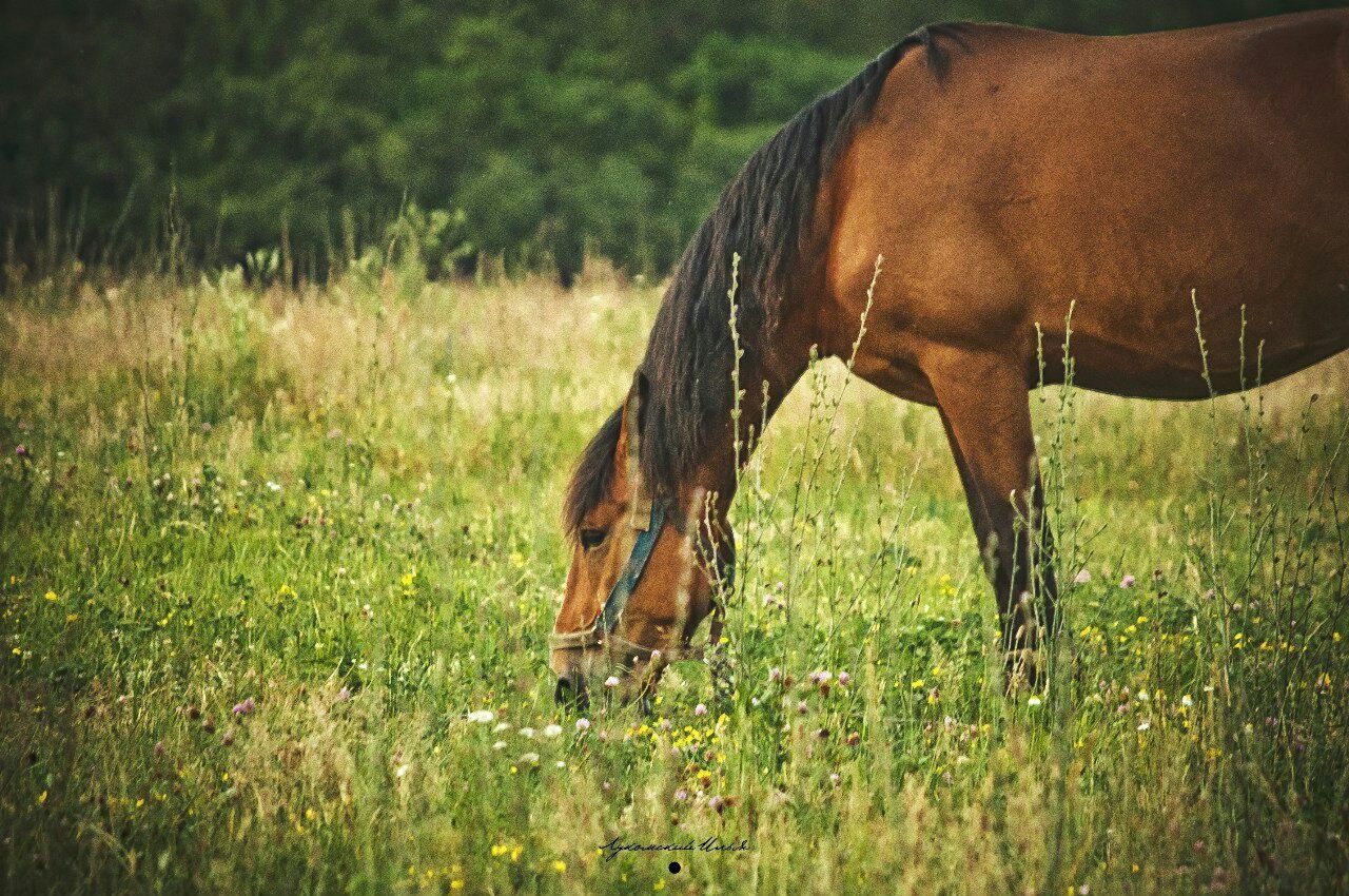 animal themes, grass, mammal, horse, field, domestic animals, one animal, livestock, grassy, herbivorous, grazing, standing, landscape, nature, brown, working animal, side view, pasture, animals in the wild, two animals