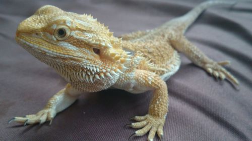 Close-up of bearded dragon lizard on bed