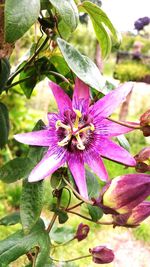 Close-up of pink flower