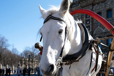 A white harnessed horse for walking stands and dozes in the park. riding in a horse-drawn carriage. 