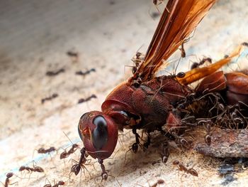 Close-up of insects. a bee dies by an army of ants