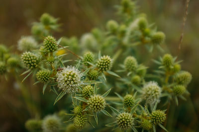 Close-up of flowering plant