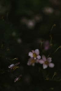 Close-up of purple flowering plant on field