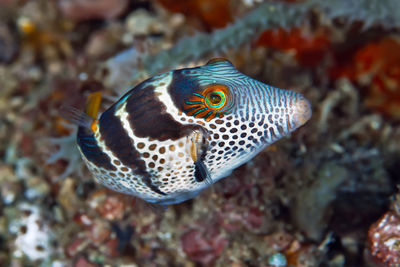 Close-up of fish swimming in sea