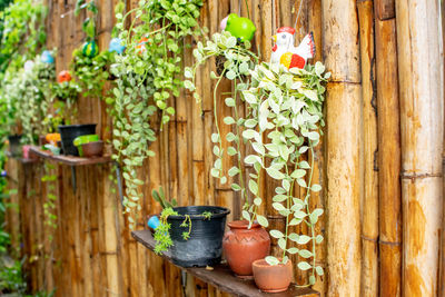 Potted plant hanging on wood