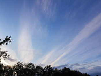 Low angle view of trees against blue sky