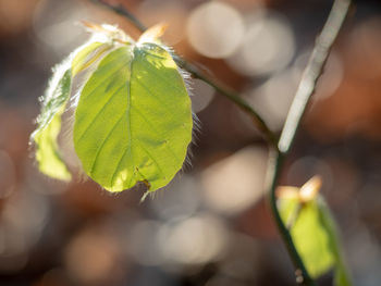 Close-up of fresh green leaves