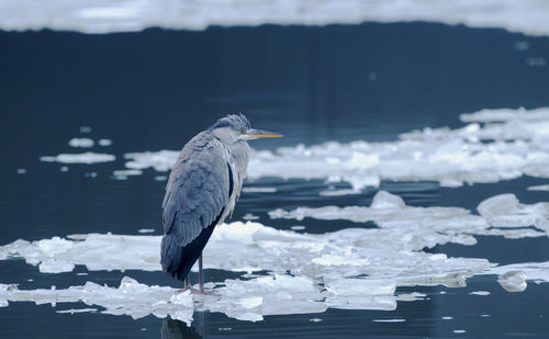 Seagull perching on a sea