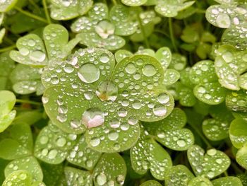 Close-up of water drops on leaves