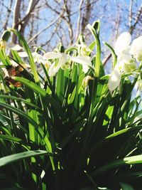 Close-up of white flowers