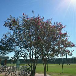 Scenic view of grassy field against sky