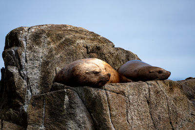 Close-up of sea lion