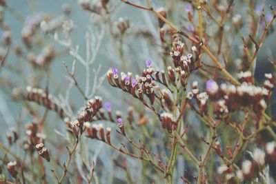 Close-up of pink flowers