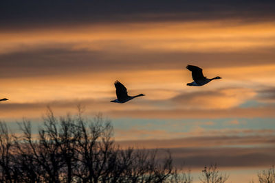 Silhouette birds flying against sky during sunset