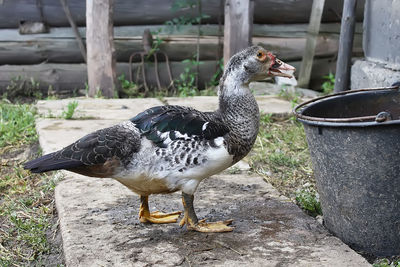 Domestic duck drinking from a bucket. 