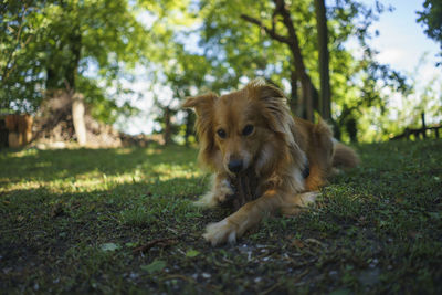 Playful dog standing on grassy field