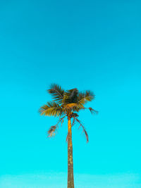 Low angle view of coconut palm tree against blue sky