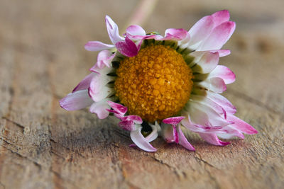 Close-up of pink flower on table