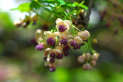 Close-up of purple flowering plant