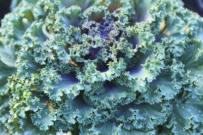 Close-up of purple flowering plant