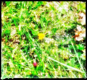 Full frame shot of plants growing on land
