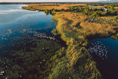 High angle view of pelicans in a delta