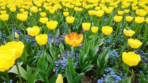 Close-up of yellow tulips blooming in field