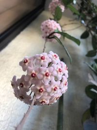 Close-up of pink flowers