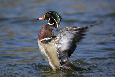 Duck swimming in lake