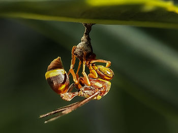 Close-up of insect on leaf