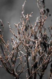 Close-up of dried plant on branch