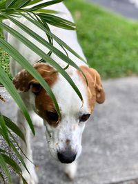 Close-up of a dog