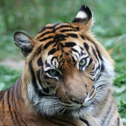 High angle portrait of tiger