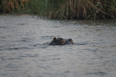 View of hippo swimming in sea