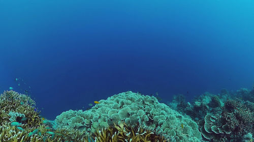 View of coral in sea