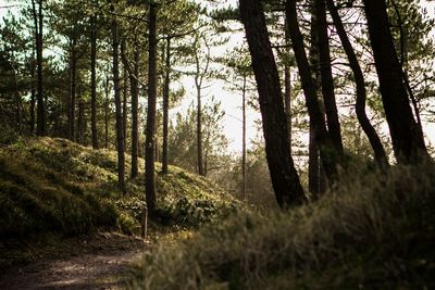 Trees in forest