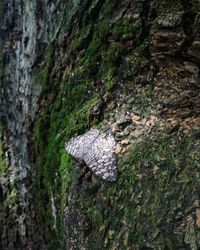 Moss growing on rocks