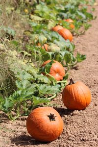 High angle view of pumpkins on field