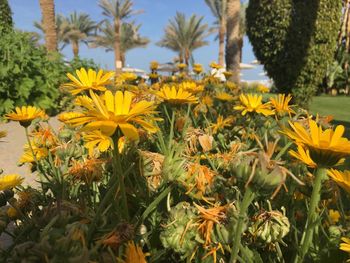 Yellow flowers blooming on field