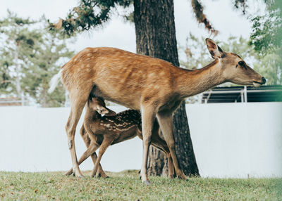 Side view of deer standing on field