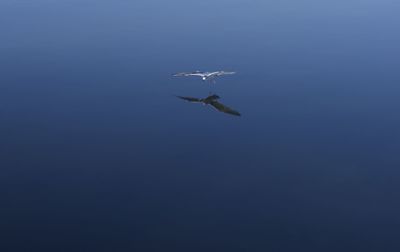 Bird flying over water against clear sky