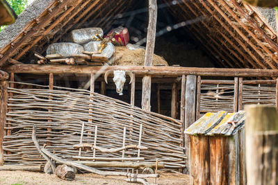 View of birds in basket