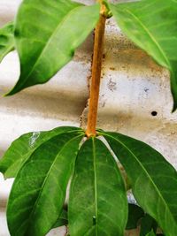 High angle view of insect on plant
