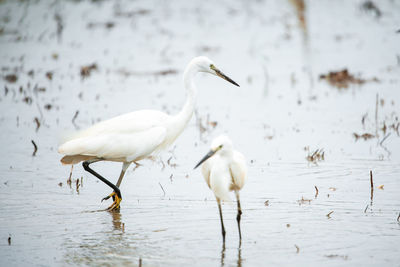 White birds on a lake