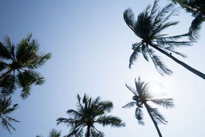 Low angle view of coconut palm trees against clear blue sky