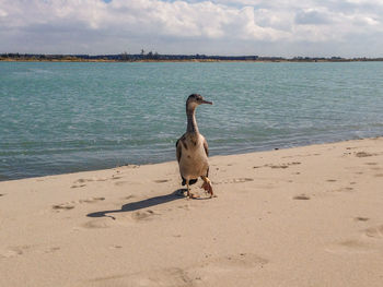 Full length of a bird on beach
