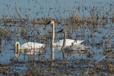 Swan swimming in lake